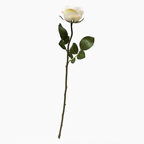Rosa Blanca 55cm
