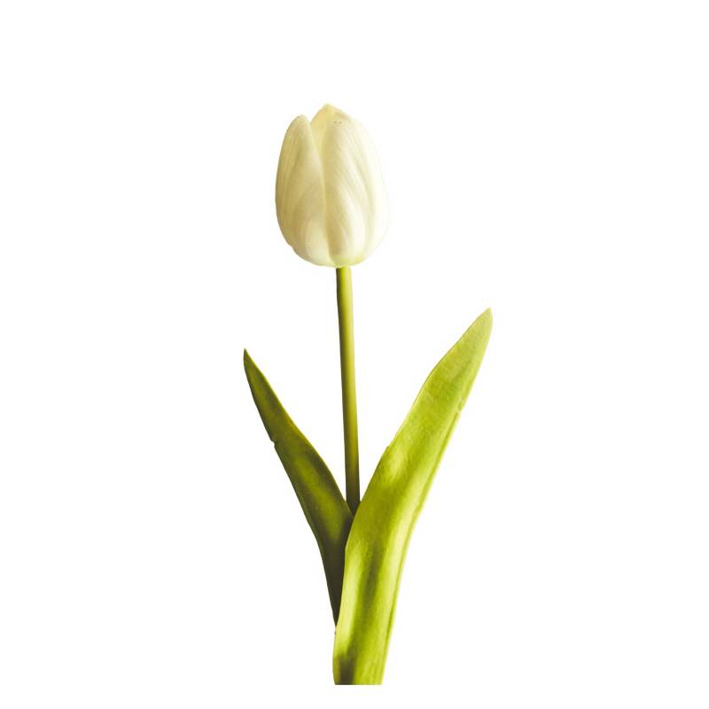 LE BOUQUET - Tulipan Blanco