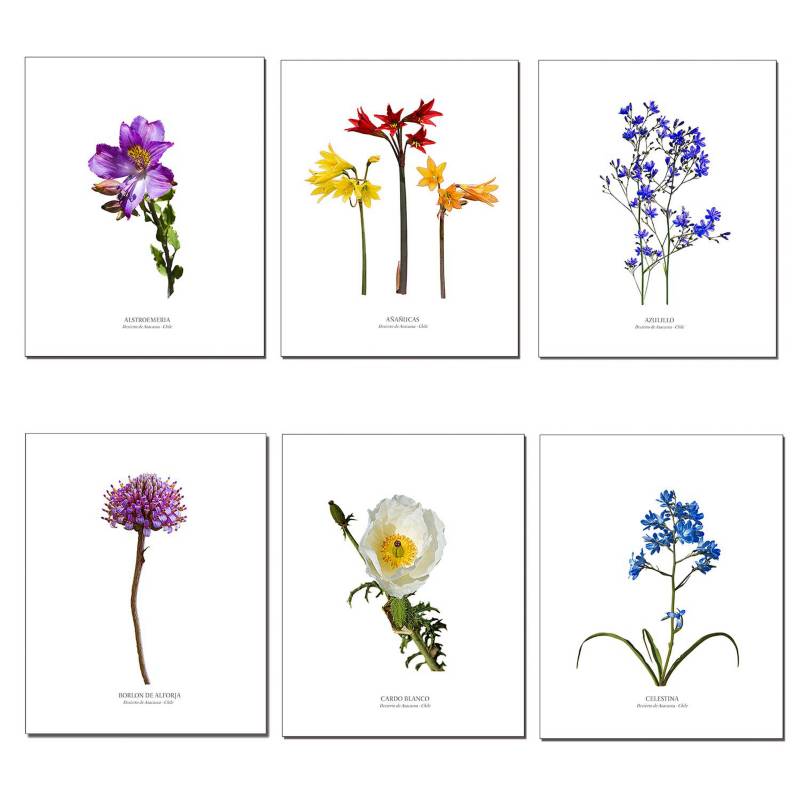 GENERICO Set de 4 Cuadros Decorativos de Flores ROBLE