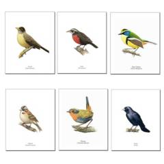 ANDES1 - Set De 6 Láminas Pájaros De Chile Diseño 1