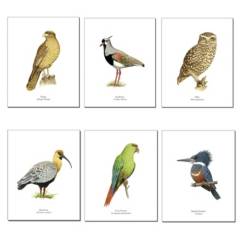 ANDES1 - Set De 6 Láminas Pájaros De Chile Diseño 2
