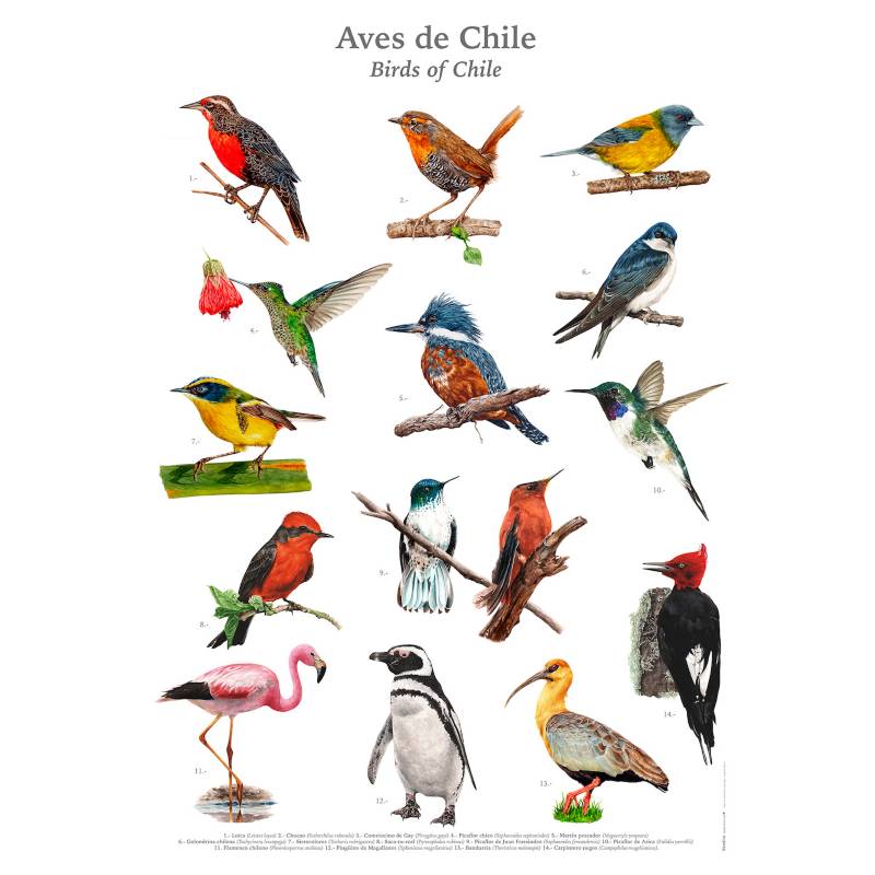 BENDITO - Afiche Aves de Chile 50 x 70 cms.