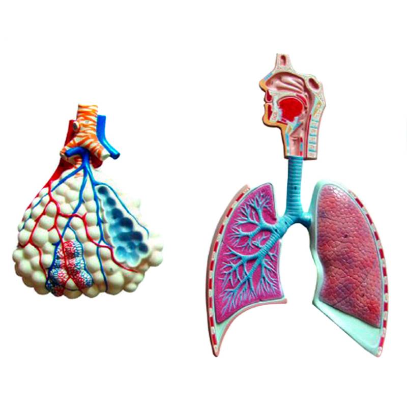 Generico Modelo Anatomico Del Sistema Respiratorio 