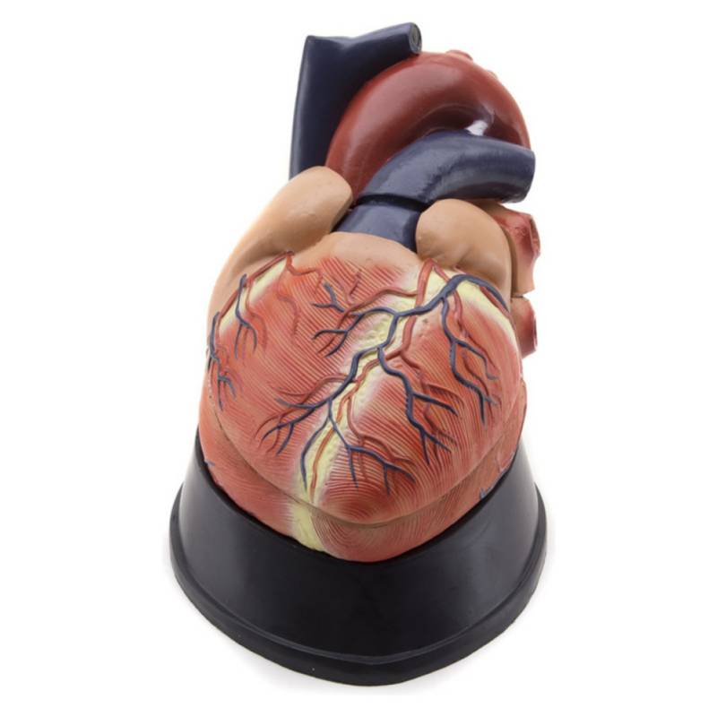 GENERICO Modelo Anatomico del Corazón 