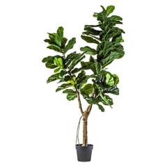 THE GARDEN - Ficus Lyrata 175 Cm