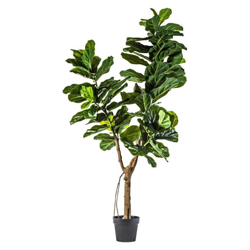 THE GARDEN - Ficus Lyrata 175 Cm