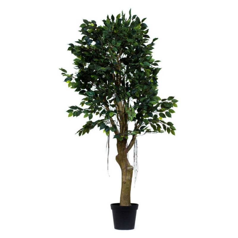 THE GARDEN - Ficus 190 Cm