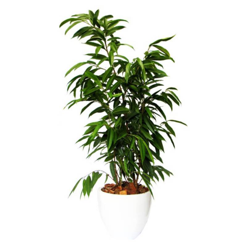 DECOPLANTAS - Planta ficus alli 160 cm 42 cm Decoplantas