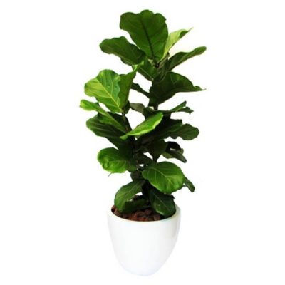 Planta ficus lyra 100 cm 42 cm