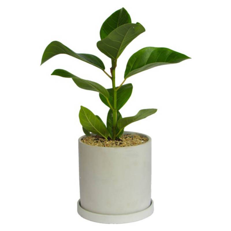 DECOPLANTAS - Ficus Bonsai Verde Maceta Ceramica Verde Decoplantas