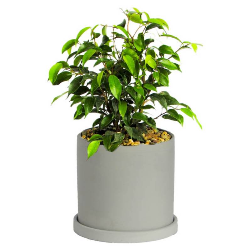 DECOPLANTAS - Ficus Bonsai Verde Maceta Cerámica Gris Decoplantas