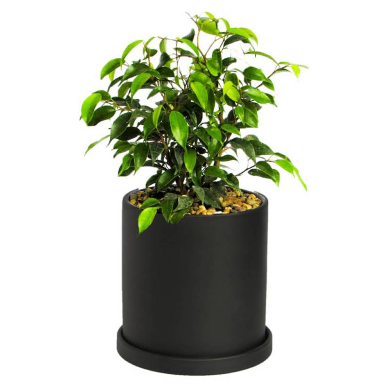 DECOPLANTAS - Planta Ficus Bonsai Verde Maceta Ceramica Negra Decoplantas