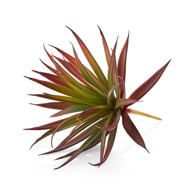 CRATE & BARREL - Suculenta Roja Yucca