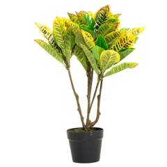 MICA - Planta Croton Verde 65Cm