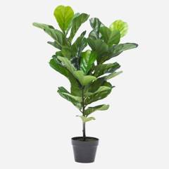 MICA - Planta Artificial Ficus Lyrata 90 Cm