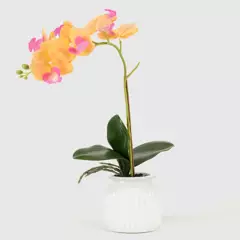 MICA - Planta M Orchid Mica