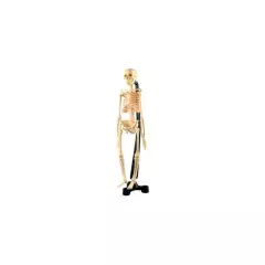 SEIGARD - Modelo De Esqueleto 45 cm SK046 Color Variado