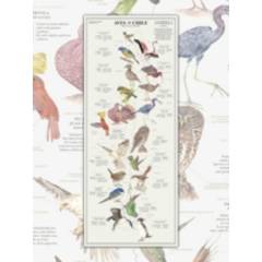 MAPPIN - Mapa Aves de Chile Plumíferos Fantásticos