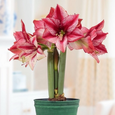 GENERICO Bulbo Amaryllis Variedades 3 BULBOS 