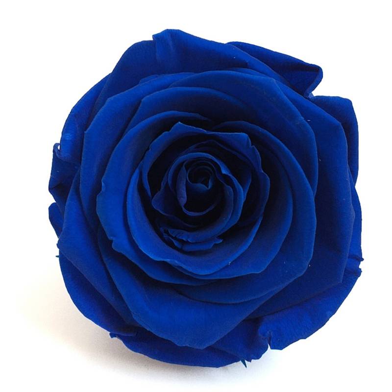 GENERICO Rosa Eterna Azul con Tallo 