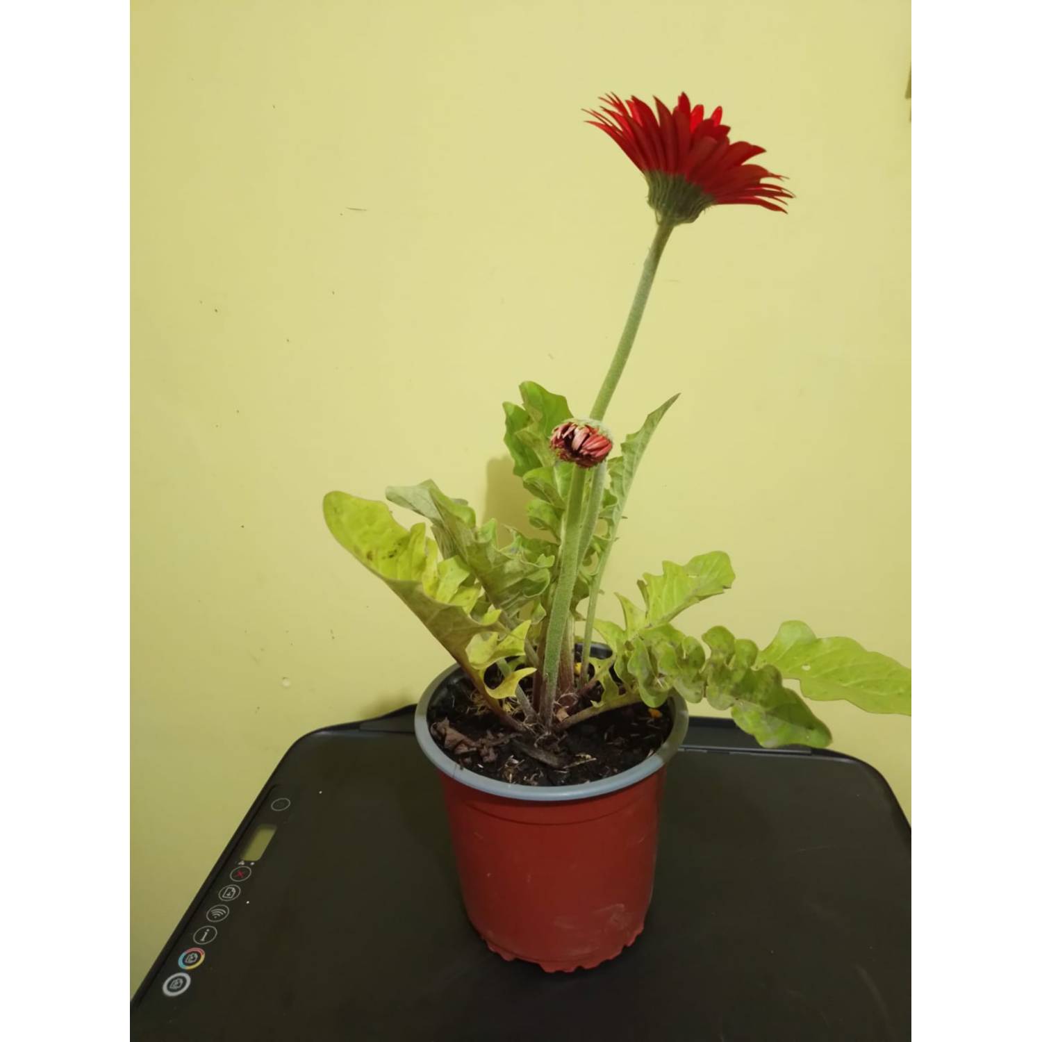 GENERICA Gerbera (Gerbera jamensonii) color rojo de 30 cm. aprox. |  
