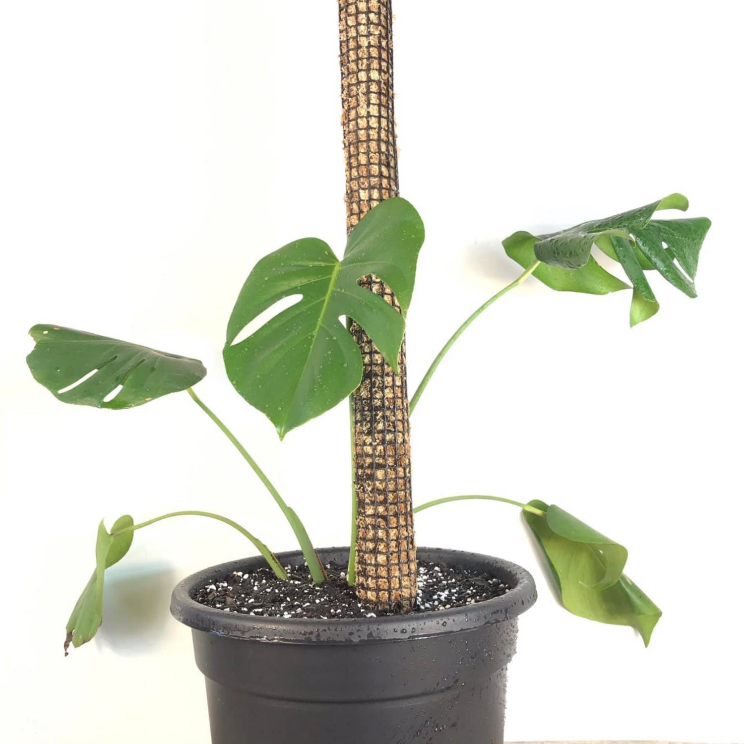  Yilotuce Musgo Sphagnum de 5.5 onzas para plantas,  cuidadosamente seleccionado para plantas de enraizamiento : Patio, Césped y  Jardín