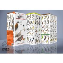 MUSEO EDICIONES - Aves Continentales de Chile Central