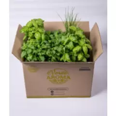 VERDE AROMA - 12 Plantas hierbas aromáticas orgánico albahaca menta mix1