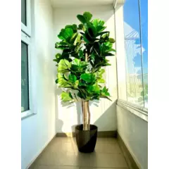 ARBUSTO REAL - Planta Artificial Ficus Premium LYRATA 180 cm. / 232 Hojas
