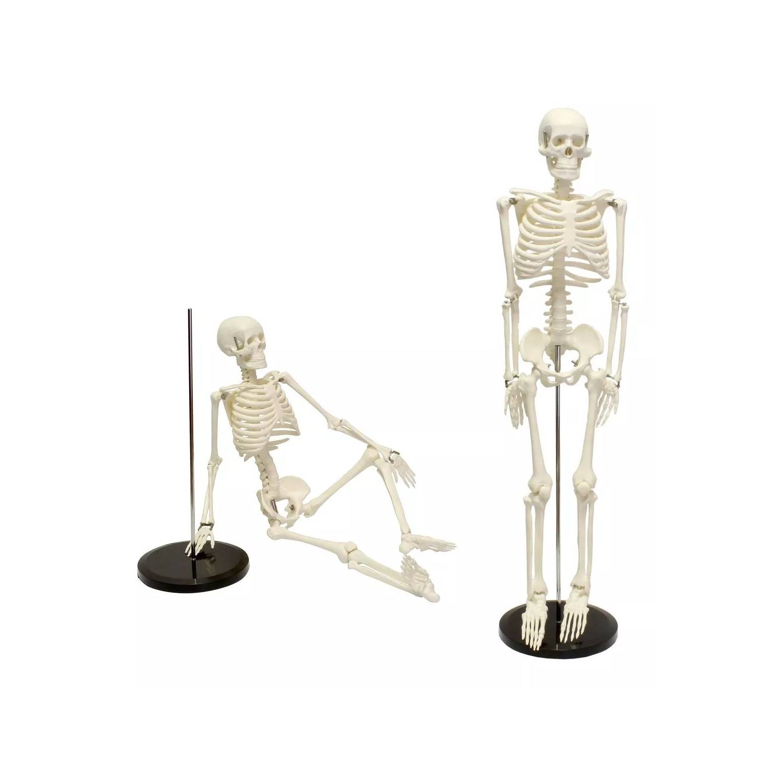 GENERICO Humano Esqueleto 85 Cm Modelo Anatómico