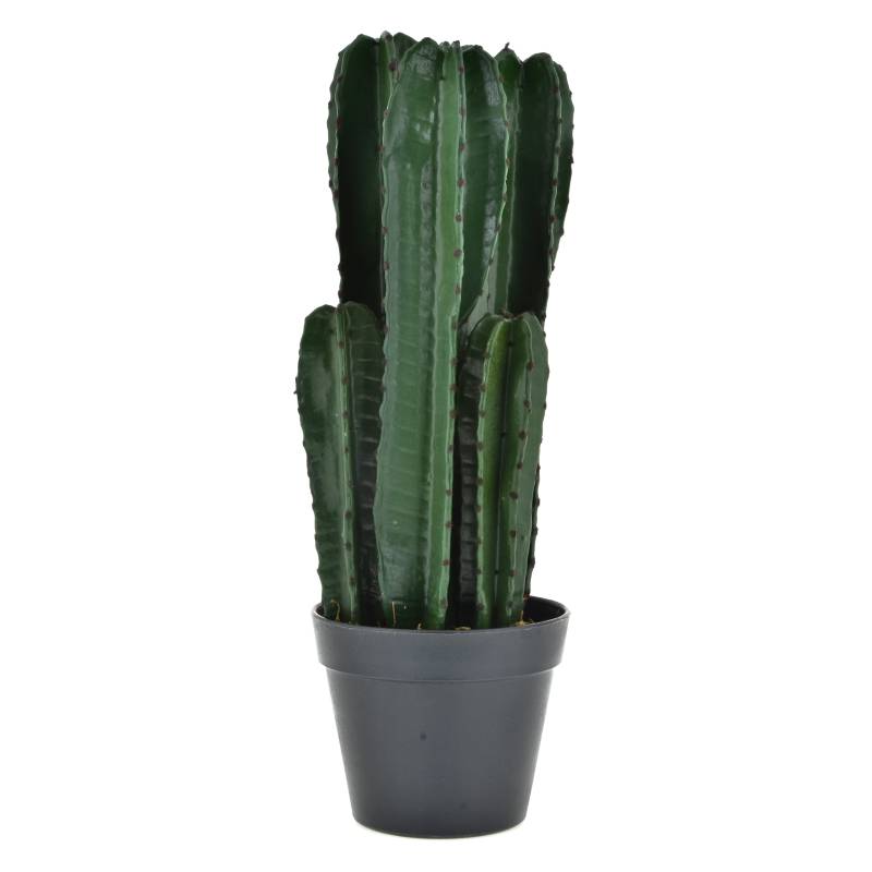 Mica - Cactus 50 cm