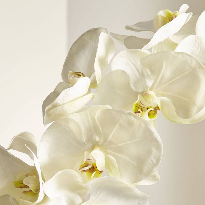 Crate & Barrel - Rama de Orquídea Blanca
