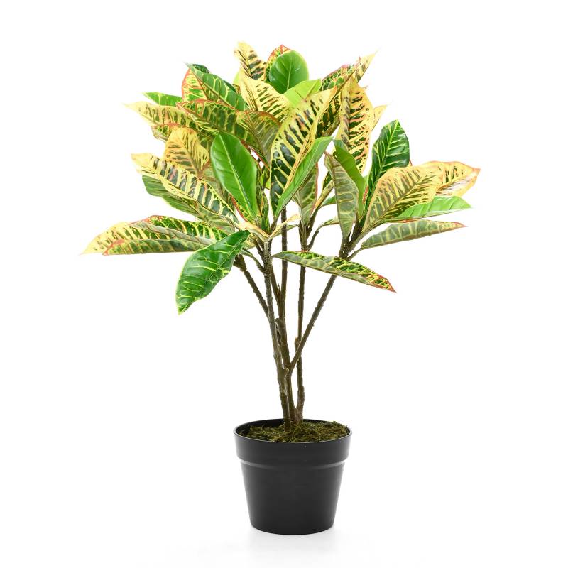 MICA - Planta Croton Verde 65 cm