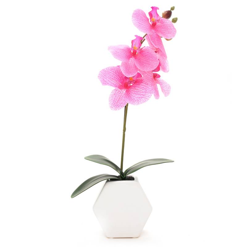 Mica - Planta Orquídeas