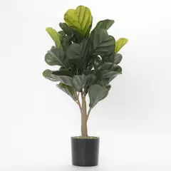 MICA - Planta 66 x 12.5 cm