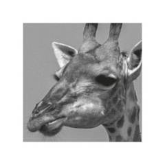 DECOMANIA - Cuadro decorativo jirafa en vidrio