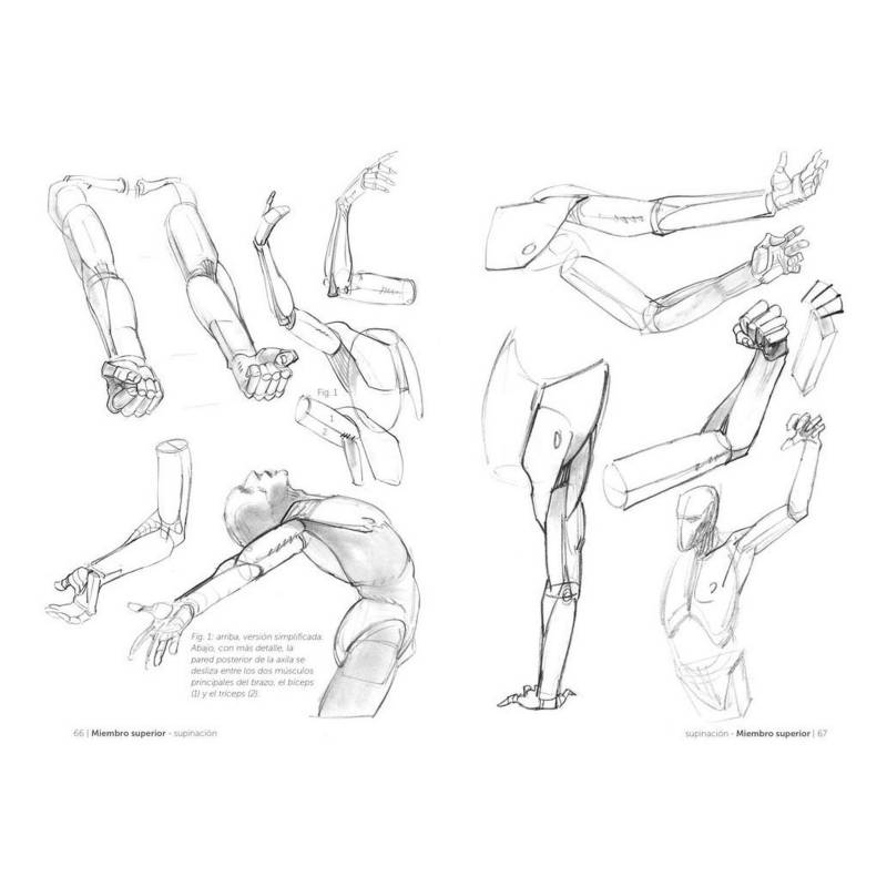 Anatomía Artística 5 Articulaciones y Funciones Musculares, Michel  Lauricella – Dibu Chile
