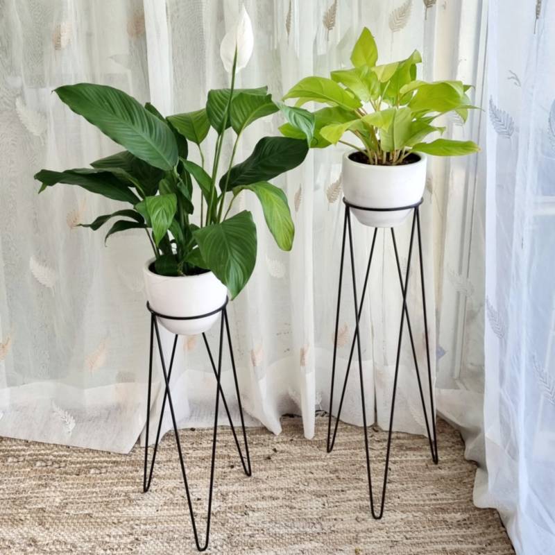 Set 2 Plantes 