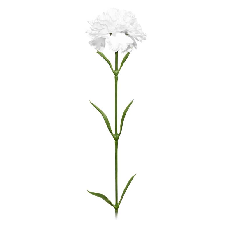 MICA - Flor Carnation Blanca