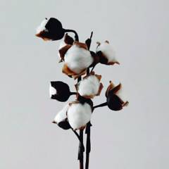 DECORA FLORES - Ramo de Algodón Blanco x 12
