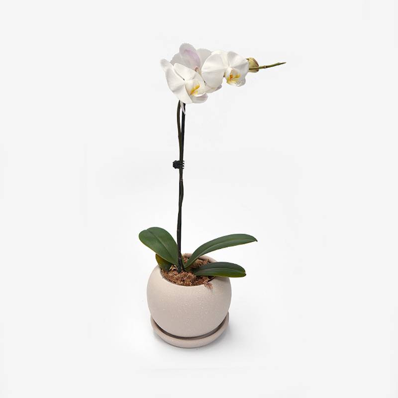 Orquídea Natural Phalaenopsis 1 Vara HIERBA Y LUISA COMPANY | falabella.com