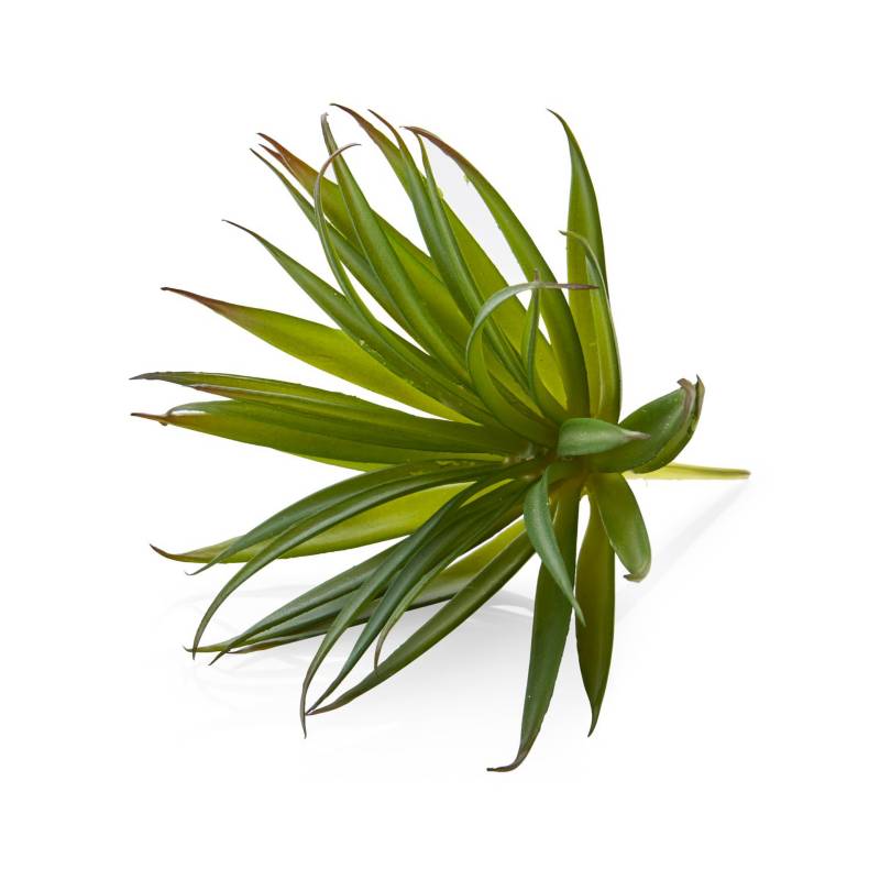 CRATE & BARREL - Rama de Suculenta "Yucca Green" Artificial