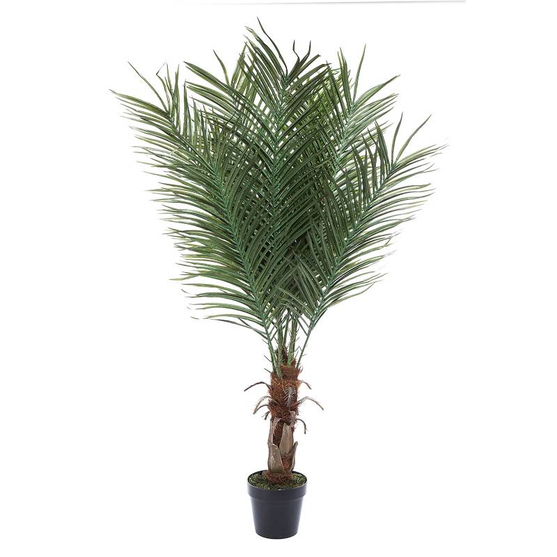 MICA - Planta Phoenix Palm Pot 1