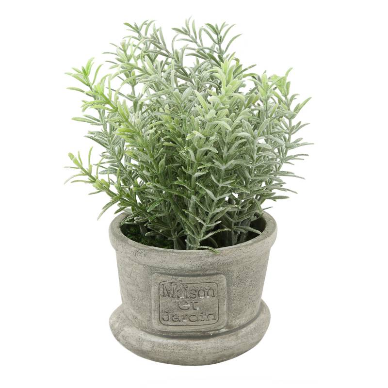 MICA - Planta Rosemary2 Pot 17 cm