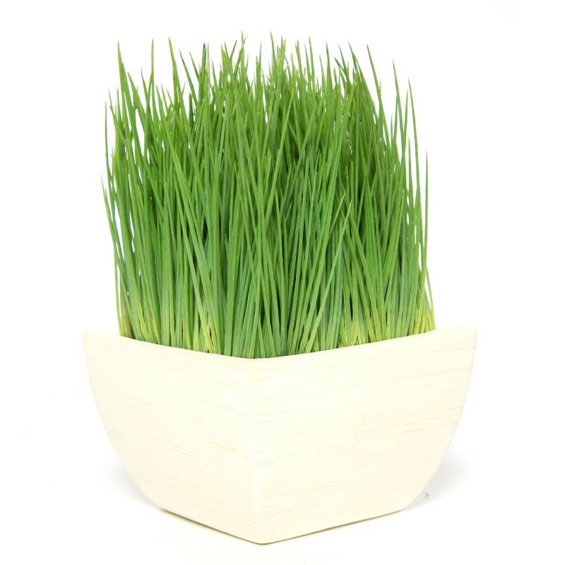 MICA - Planta Malt Grass 23x16cm