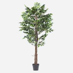 MICA - Ficus con Maceta 170 cm