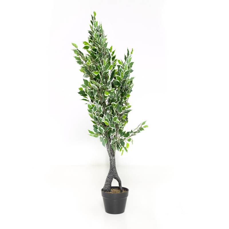 MICA - Planta Mini Ficus Con Pot - 120x17cm
