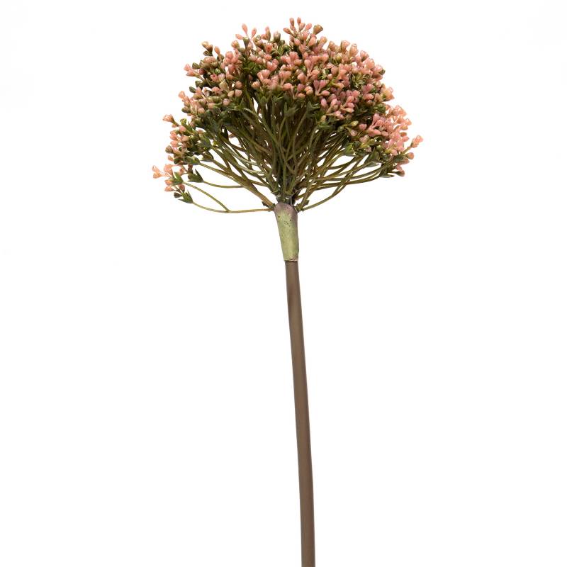 MICA - Allium Rosada 57cm