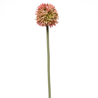 Allium Rosada 55cm Mica