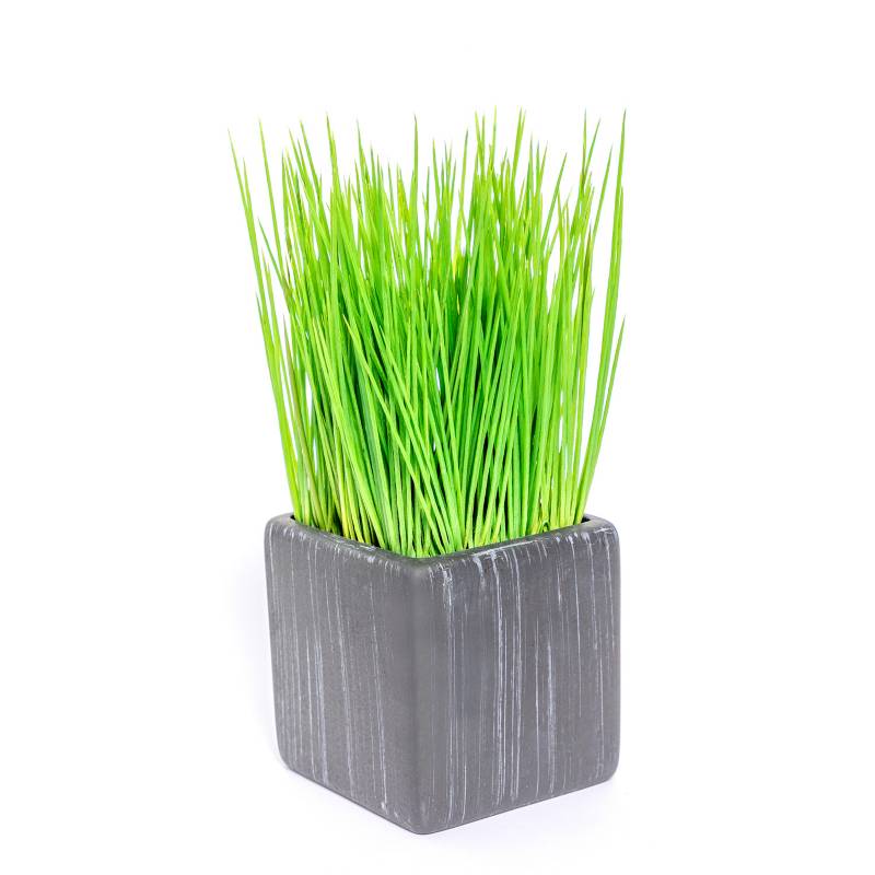 MICA - Planta Grass con Maceta 23cm